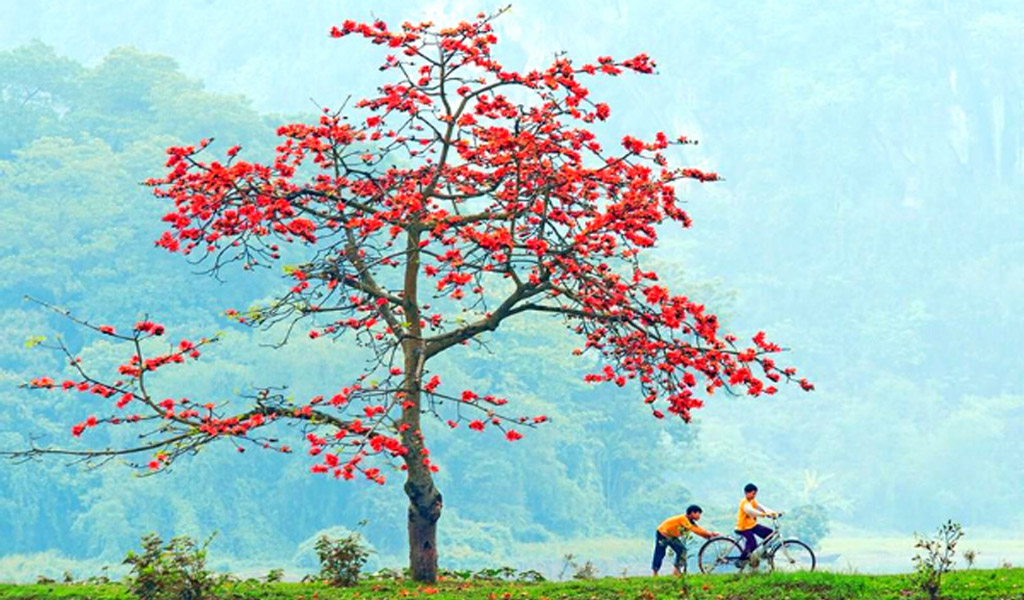 CÂY HOA GẠO